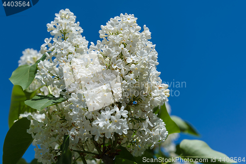 Image of Flowers of a white lilac