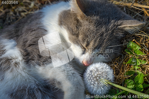 Image of The gray cat and dandelion