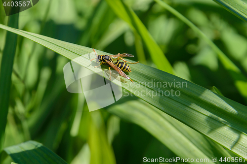 Image of Wasp on a leaf