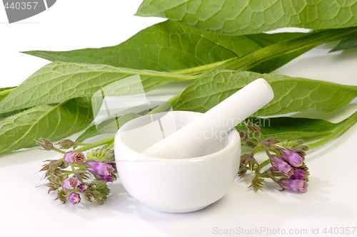 Image of Comfrey with Mortar