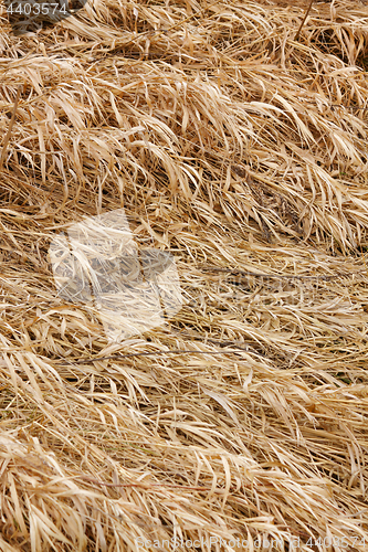 Image of Dry grass texture