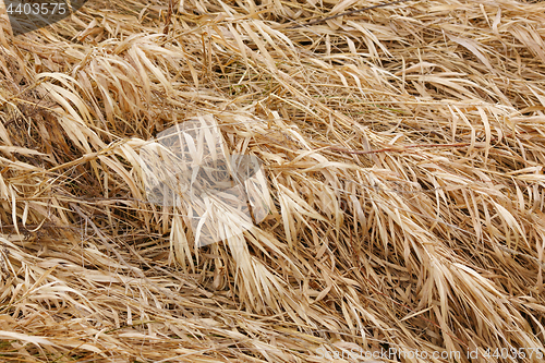 Image of Dry grass texture