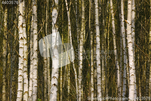 Image of Birch forest detail