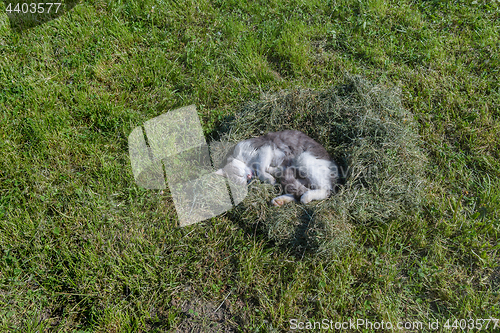 Image of Grey cat and green grass