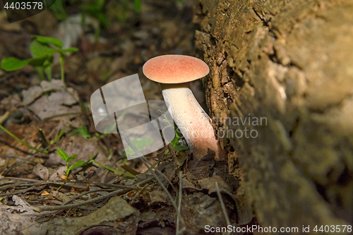 Image of Mushroom (agaric honey)