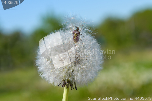 Image of Stinky bug and dandelion