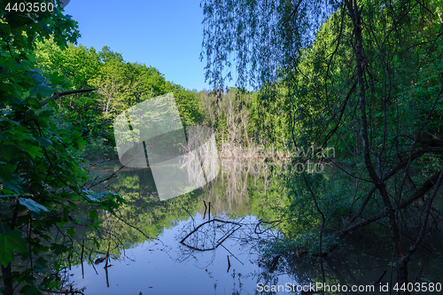 Image of The forest lake