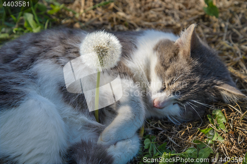 Image of The gray cat and dandelion