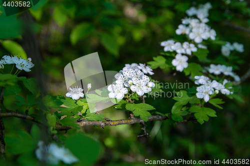 Image of White hawthorn flowers