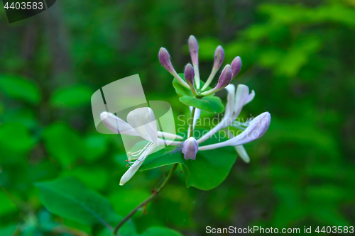Image of  The Honeysuckle flower