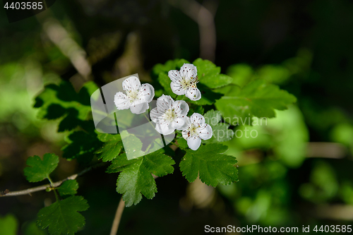 Image of White hawthorn flowers