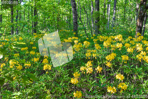 Image of Yellow rhododendron thickets