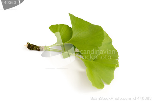 Image of Gingko Leaves