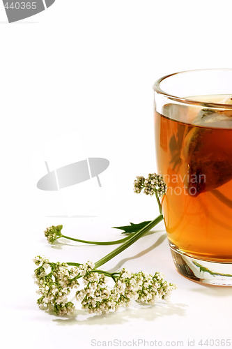 Image of Glass of valerian tea