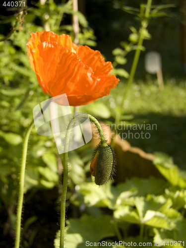 Image of Poppy