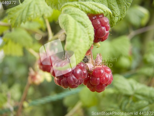 Image of Raspberry Bush