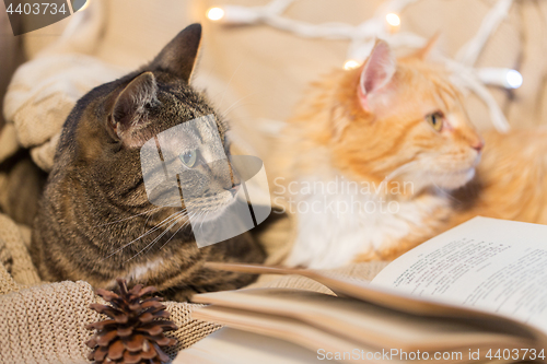 Image of two cats lying on sofa with book at home