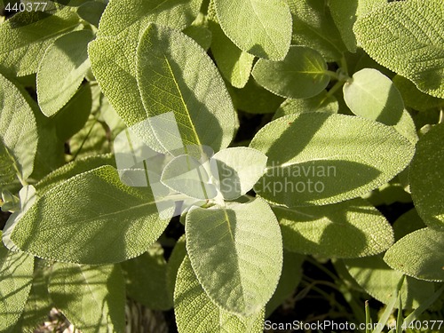 Image of Sage