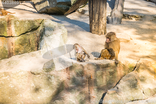 Image of Monkeys sittting on the rocks