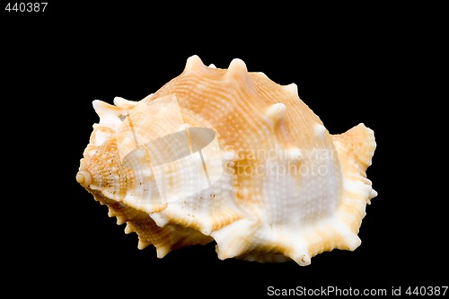 Image of Conch