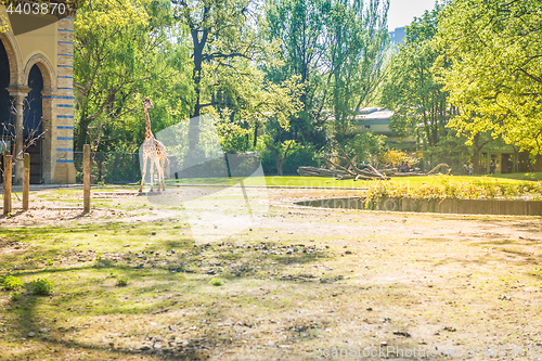 Image of Giraffe at the park