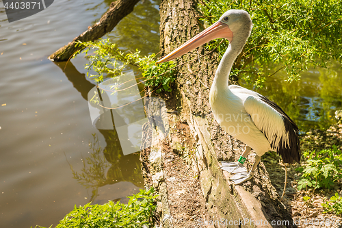 Image of Reat white pelican sitting near pond