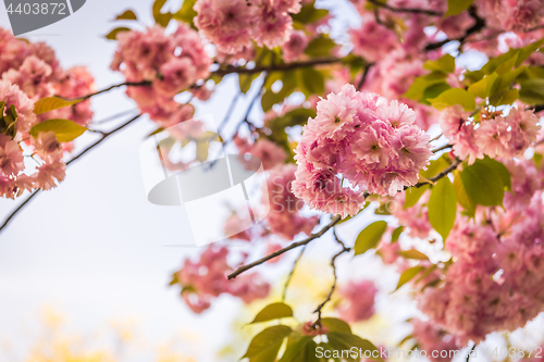 Image of Pink flowers on the decorative apple bush over blue sky.