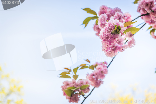 Image of Pink flowers on the decorative apple bush over blue sky.