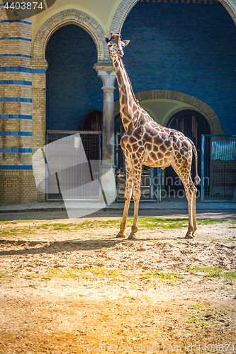Image of Giraffe at the park