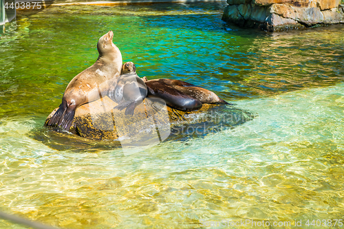 Image of Fur seal family