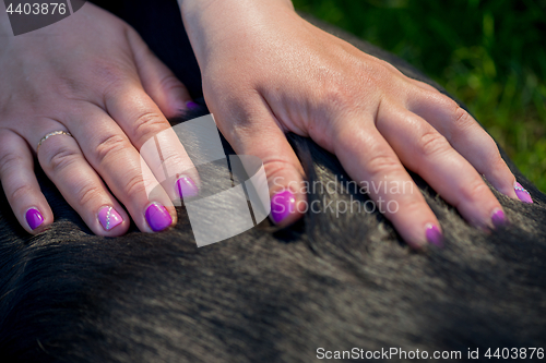 Image of Human hands doing dog massage