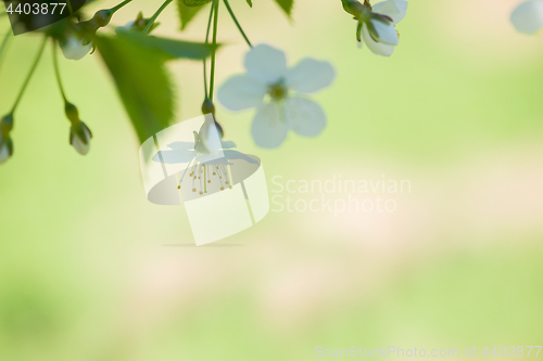 Image of Macro shot of blooming apple tree over blurred background