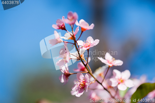 Image of Pink flowers on the bush over blurred blue background.