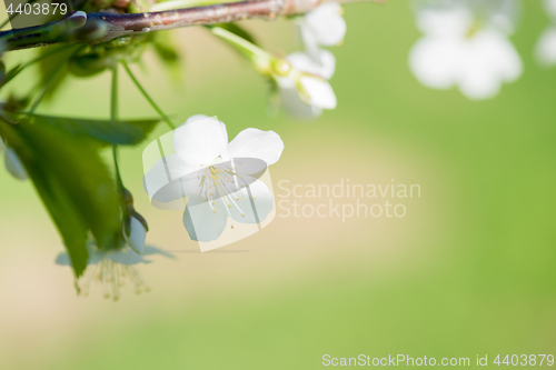 Image of Macro shot of blooming apple tree over blurred background