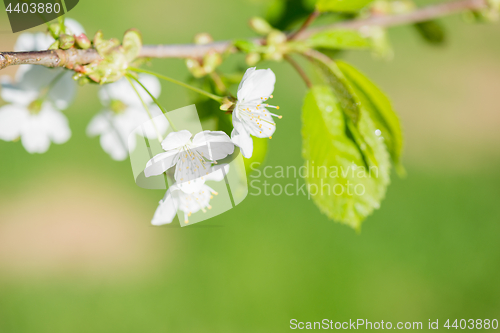 Image of Macro shot of blooming apple tree over blurred background