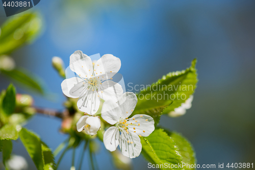 Image of Macro shot of blooming apple tree over blurred background