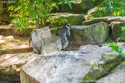 Image of Two penguins sittting on the rocks.