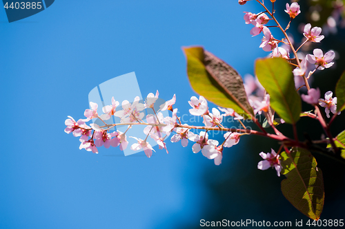 Image of Pink flowers on the bush over blurred blue background.