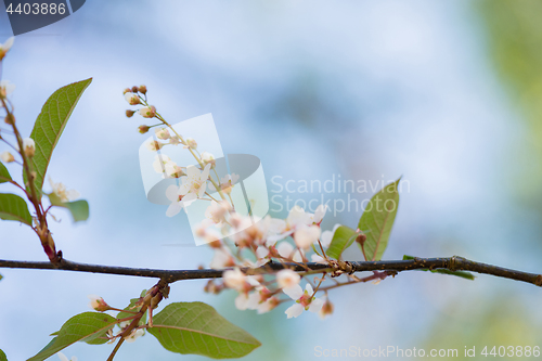 Image of Pink flowers on the bush over blurred light blue background.