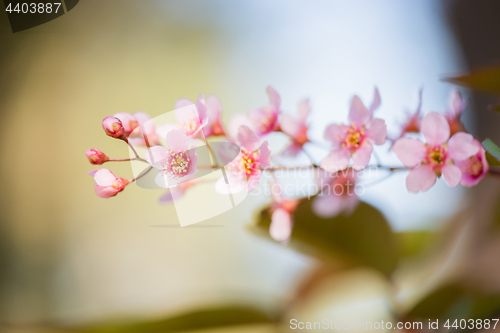Image of Pink flowers on the bush over blurred background.