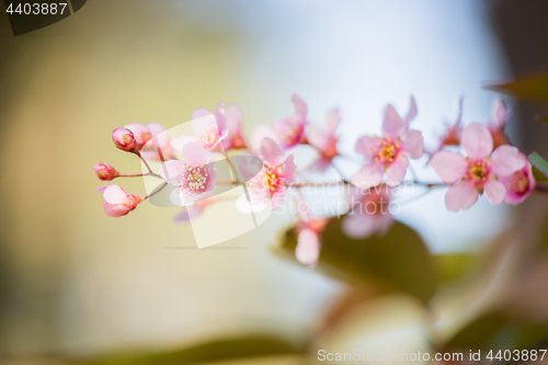 Image of Pink flowers on the bush over blurred background.
