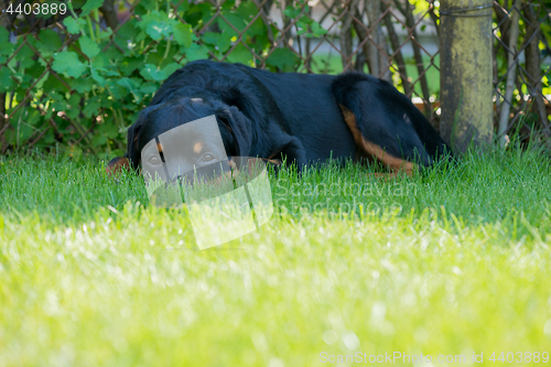 Image of Rottweiler laying down