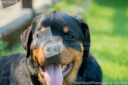 Image of Rottweiler portrait