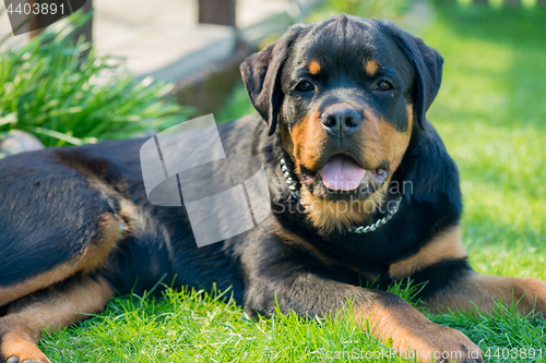 Image of Rottweiler portrait