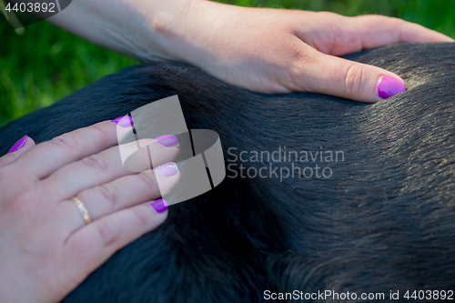 Image of Human hands doing dog massage