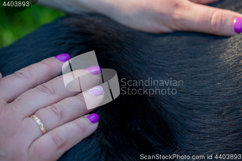 Image of Human hands doing dog massage