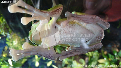 Image of Green tropical frog