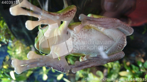 Image of Green tropical frog