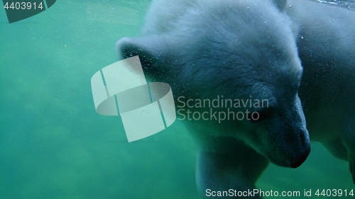 Image of Polar bear swimming underwater