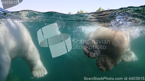 Image of Two polar bear swimming underwater